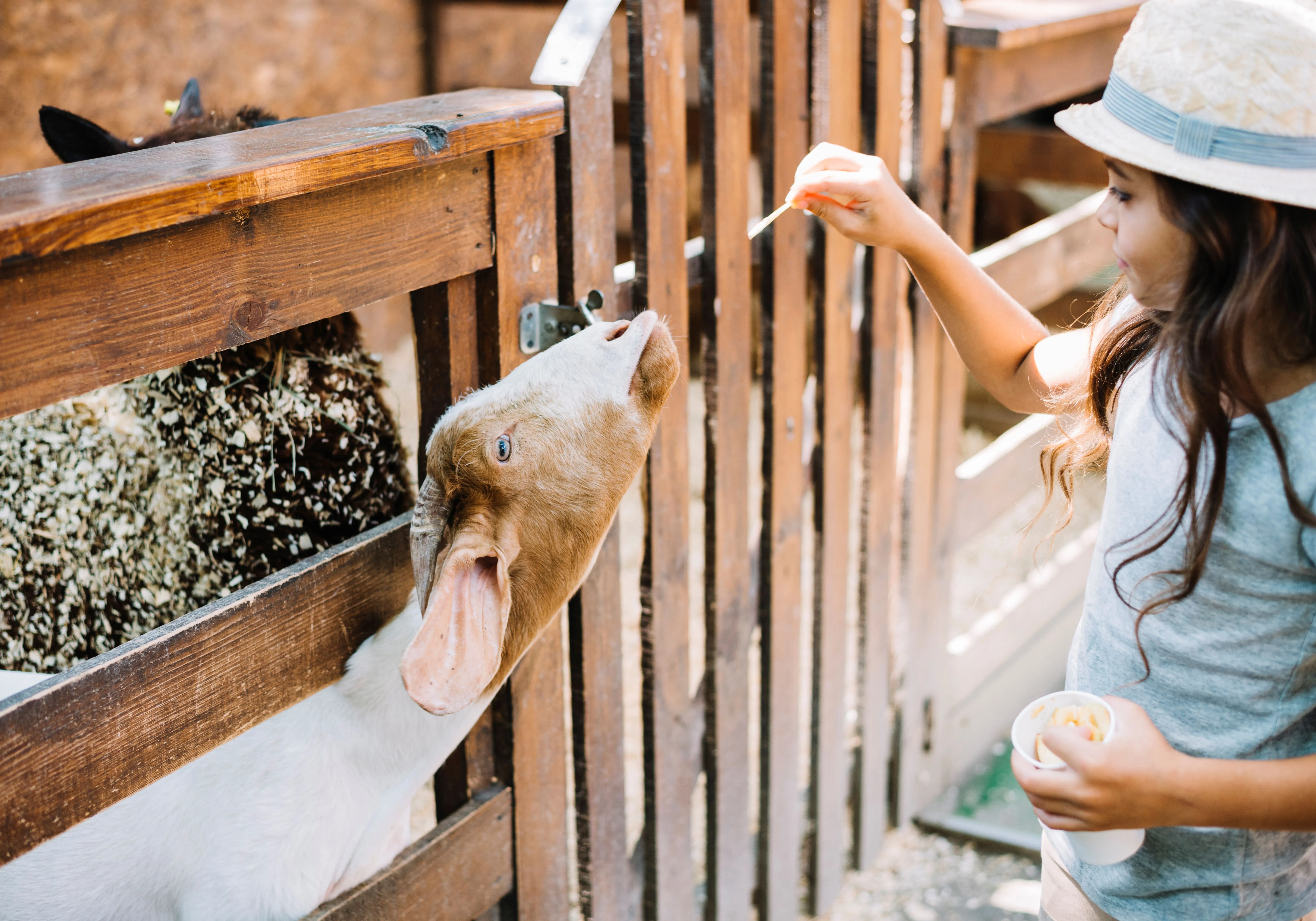 Animal Nutrition & Health