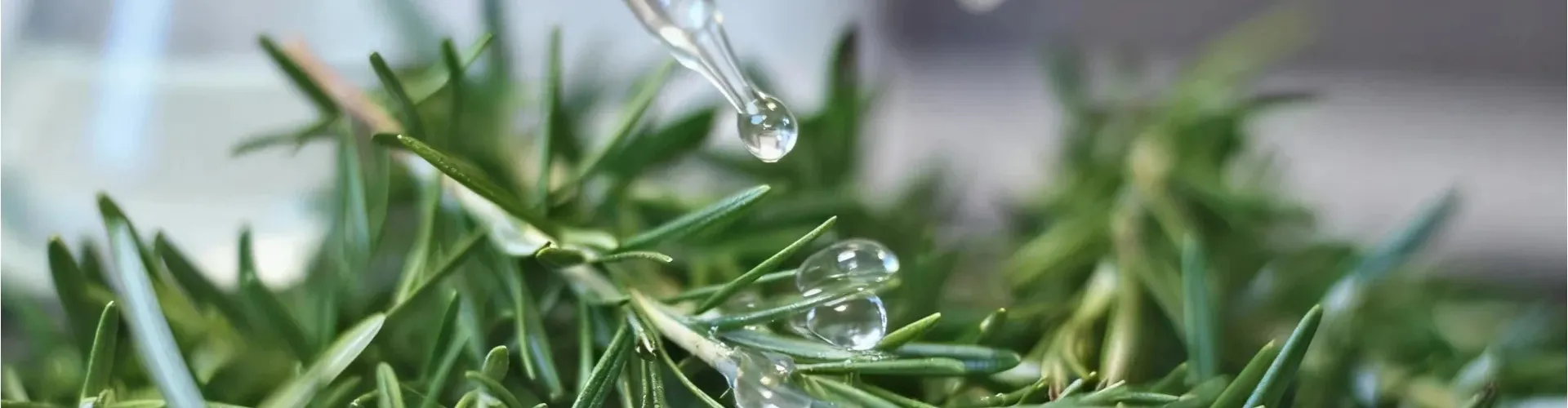 High-Quality Rosemary Extract Supplier