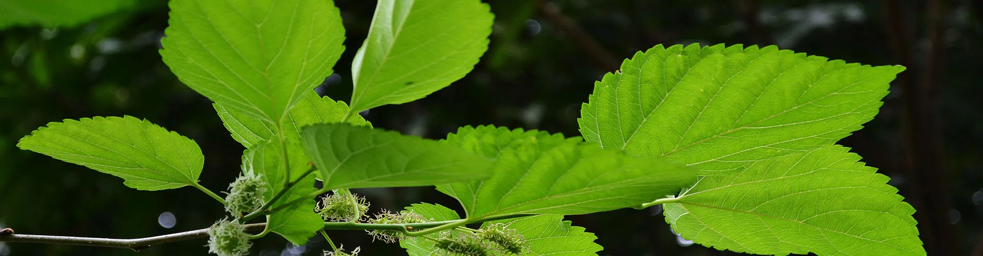 Mulberry Leaf Extract