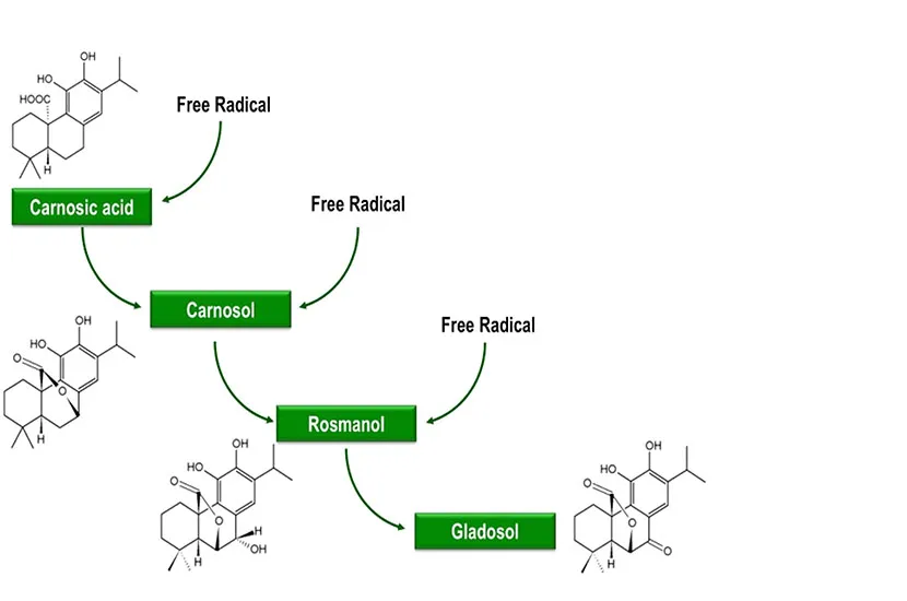 Versatile Rosemary Extract for Food and Nutrition Industry Use